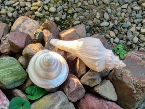 Beautiful White Sea Shells