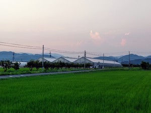 A farm view