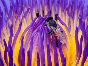 Bee animal pollen