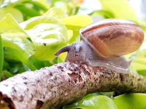 Snail animal nature