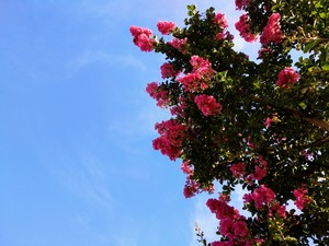 A Flowering Blue Sky