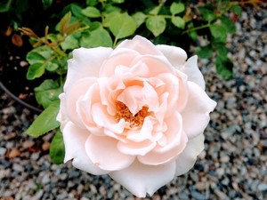 A Pretty Single Pink Rose