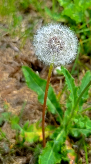 Dandelion in nature