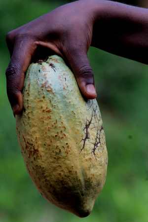 Bumper harvest in cocoa farming in Nigeria