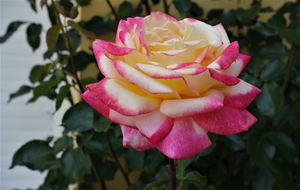 Beautiful yellowish pink rose flower.