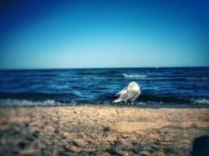 A Seagull On The Beach Of Lake Michigan
