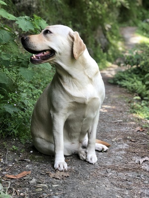 side portrait of a Labrador