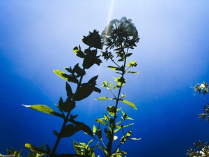 photograph of tall flowers while lying beneath them