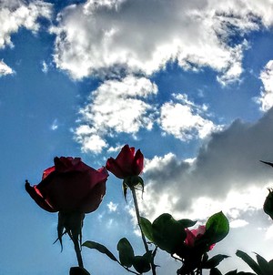 Red Rose Reaching to the sky silhouette