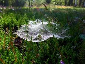 Large spider web on the grass