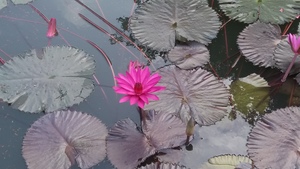 pink lotus in naturural blooming petals