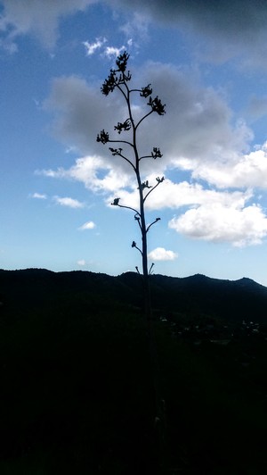 Tall Century plant in Mountains in Bisbee Arizona
