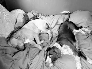 Dogs on the bed