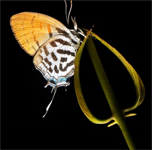 Close up of butterfly and flower on black background