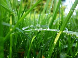 Water drops on sweet grass