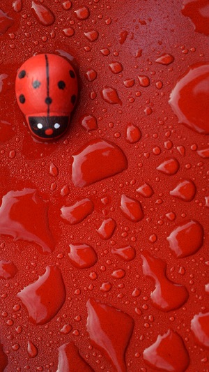 Lady bug insect with water droplet on red surface