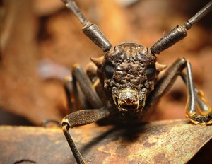 Longhorn beetle on blurred nature background
