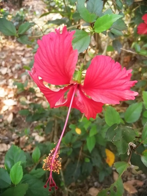 Red colour hibiscus