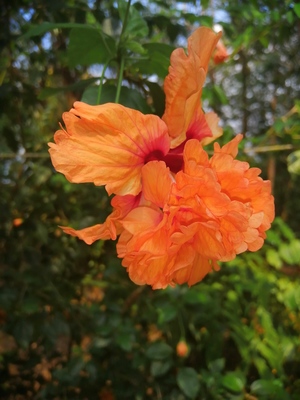 Orange colors hibiscus