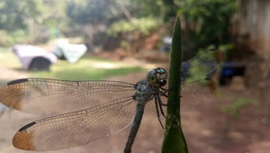Close up of dragon fly insect at the green plant