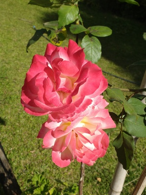 Closeup of rose bush branch in garden.