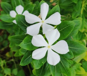 Two white Vinca flowers