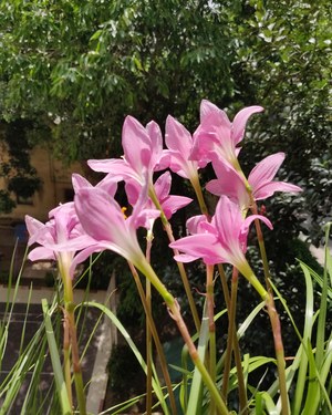 Beautiful pink lilies