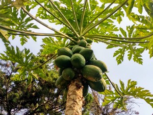 A Fressh Papaya Tree