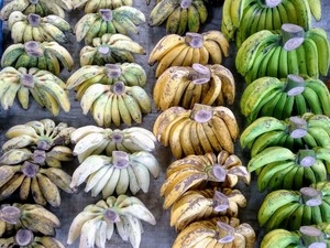Fresh Bananas Collection