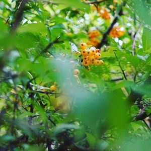 Yellow berries on tree