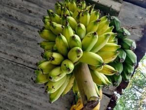 Banana Stalk In A Street side Shop
