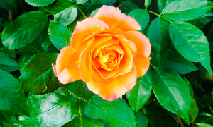 Grandmas Orange Rose