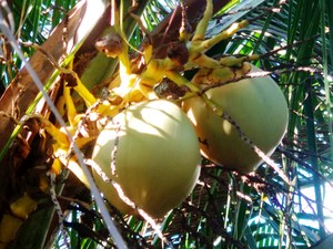 A Fresh Coconut Tree