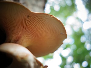 mushroom on forest