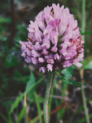 close up of a purple clover flower
