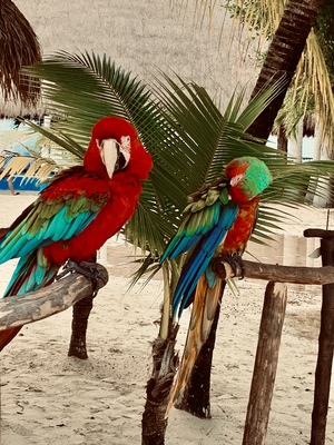 Colorful parrots on the beach