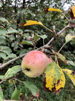 Fresh Apple (still life)