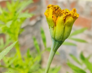 Nature shots of Marigold