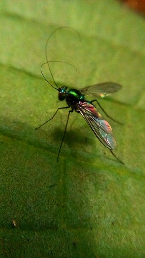 this insect is like a fly, green