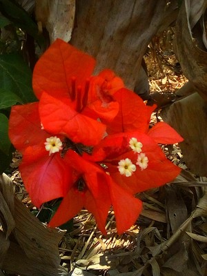 this flower is called bougainvillea