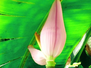 A Purple Banana Blossom