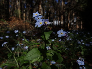 blue flowers in tasmania