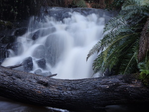 waterfall in tropical tasmania