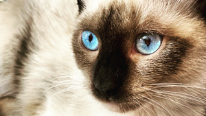 Portret of Siamese cat