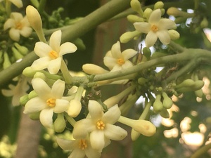 Flowers on Papaya Tree in summer
