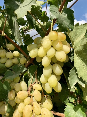 Ripe bunches of sweet white grapes on the vine