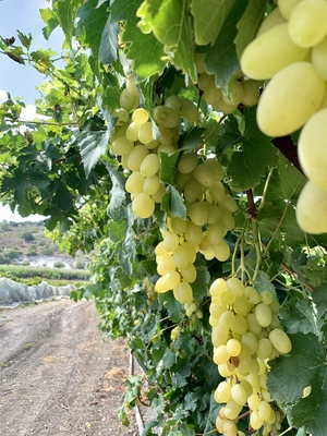 Ripe bunches of sweet white grapes on a vine.