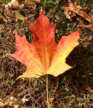 A leaf of red and yellow.