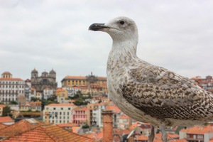 porto bird standing still old city behind portugal