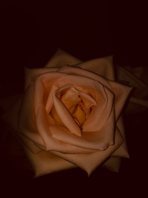 Dark roses